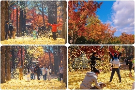 南怡島巴士票怎麽訂？臺灣遊客親測選品攻略📝