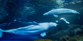 珠海長隆3天2晚實測！玩樂中最爽的4個隱藏玩法💥