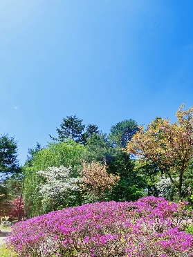 首爾近郊 1 日遊首選！南怡島往返巴士 + 全攻略，輕松打卡韓劇秘境
