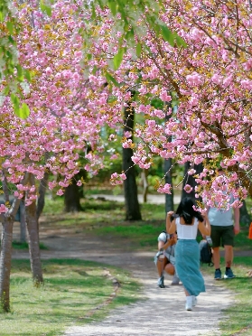 南怡島進島大 PK：巴士 VS 高空飛索，選對方式玩得更爽