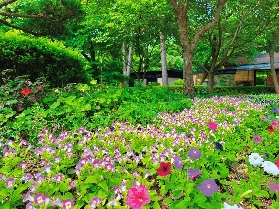 糾結南怡島怎麽進？巴士 / 飛索 / 船票全方位對比表