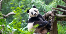廣州長隆野生動物園超實用遊園攻略