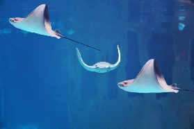 普吉Aquaria實測！3個預訂避坑+隱藏體驗大公開✨