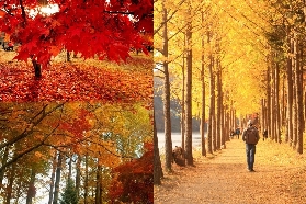 【2025韓國賞楓勝地——南怡島】交通、景點、美食全攻略揭曉！