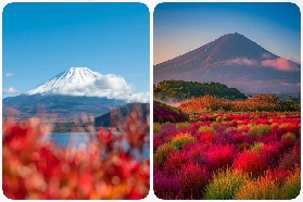 東京出發富士山1日遊｜預訂前必睇3大考量！超抵打卡行程✨