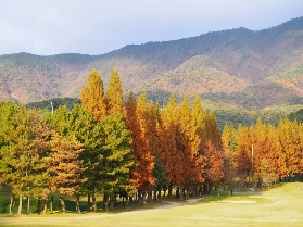 水杉林織就秋日楓景，墜入長泰山天然氧吧