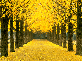 建議收藏，韓國五大賞楓勝地！（附2025最新預測圖）