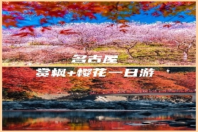 2025日本賞楓必去！名古屋周邊櫻楓同框秘境｜700年銀杏與千年櫻花一日遊