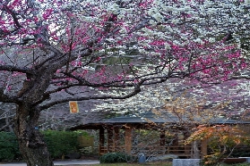 東京出發！探秘日本2025最晚楓紅秘境：熱海來宮神社×梅園雙重秋日驚喜一日遊