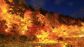 2025日本賞楓時間預測，快來一起看看吧