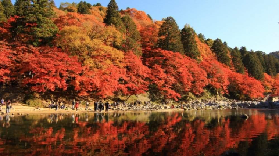 🔥2025日本紅葉狩全攻略！賞楓沖沖沖