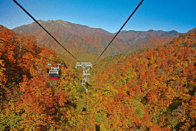 國慶反向出遊Top1！邂逅日本第一波秋色，2025北海道賞秋完全攻略~