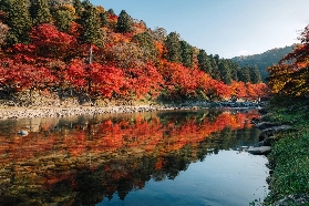 日本關東の紅葉狩！收好這份賞楓地圖&行程