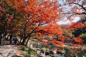 2025等楓來，不如追楓去｜北海道的秋天值得一去