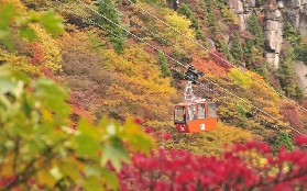 日本紅葉狩-東京、京都、大板、名古屋、奈良、富士山、白川鄉賞楓深度遊