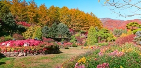 韓國 | 初遊必看！南怡島2025懶人賞秋攻略（附線路推薦）