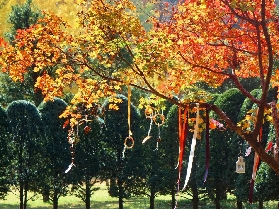 2025年首爾近郊南怡島最全旅行指南