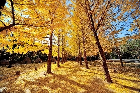 感性爆棚!在南怡島享受秋日郊遊之樂（附超全交通方式）