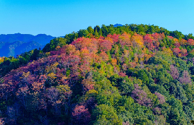 絕美紅葉小火車，秋天去日本一定別錯過！