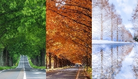 箱館山滑雪與水杉大道：日本滋賀冬季夢幻一日遊