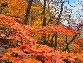 2025韓國賞楓花卉慶典，一起遊韓國