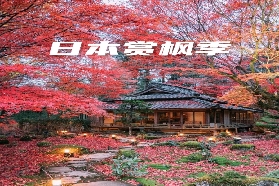 日本秋日賞楓秘境：比叡山延歷寺與教林坊的紅葉禪意之旅
