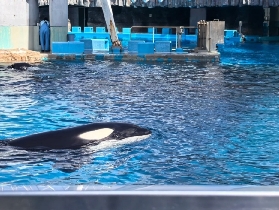 名古屋港水族館玩透透｜海豚表演近到噴水在臉上🤩
