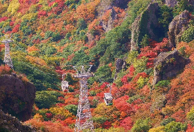 2025日本旅遊賞楓去哪？看這一篇就夠了！（含紅楓時間及紅楓路線打開的）