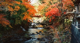 【1分鐘開箱】2025 日本伊豆熱海修善寺賞楓攻略：品秋蟹、享溫泉一次滿足