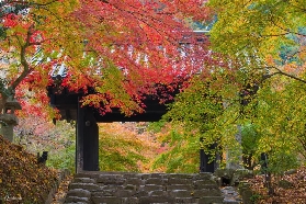 從北海道到九州，兩個月超長紅葉盛宴，2025紅葉季預告和季節限定玩法，這15個賞楓聖地一定要收藏好！
