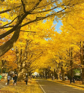 日本紅葉季倒計時！這篇保姆級攻略趕緊存下