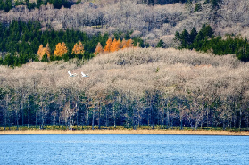 2025日本賞楓指南（交通、九大景點攻略）