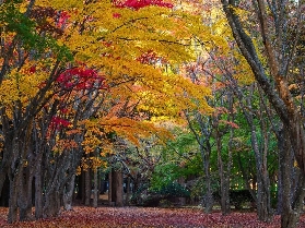超全的！紅葉季來了！2025日本賞楓終極靈感指南，20大寶藏景點合集！