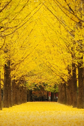 2025最新韓國南怡島攻略|南怡島住宿攻略（含紅楓預測、美食、交通攻略）