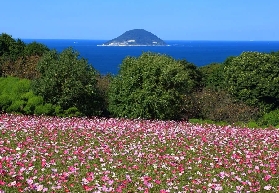 2025.9.14日本波斯菊節日來啦！快來看波斯菊花海