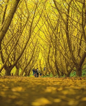 接下來的日本，比你想象的更美！人少景美銀杏季來啦！