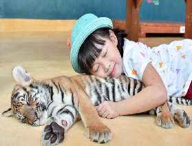布吉島 Tiger PARK：親子遛娃新地標！與老虎親密互動，邊玩邊學野生動物知識