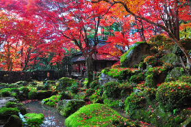 日本賞楓勝地必去！比叡山禪意楓景×近江八幡堀×教林坊庭園點燈一日攻略