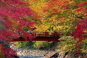 日本紅葉季｜伊豆熱海來宮神社＋修善寺自然公園千株楓葉林漫遊指南