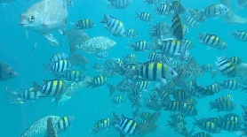 布吉島珊瑚島一日遊：浮潛追光、沙灘逐浪，解鎖熱帶海島治愈時光