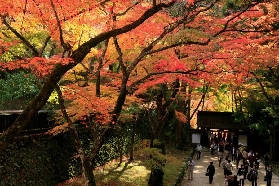 【香嵐溪紅葉】2025年紅葉祭全攻略：夜間點燈，4000棵楓樹絕景！附名古屋出發交通路線詳解