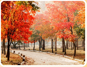 2025南怡島秋日限定！首爾周邊絕美童話島，國慶就去南怡島吧！