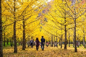 2025韓國江原道熱門賞楓地——洪川銀杏樹林攻略來啦（含地址、開放時間、交通、介紹、周邊景點）