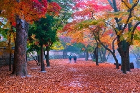 2025韓國熱門賞楓地——高敞禪雲寺全攻略來啦（含地址、交通、介紹、周邊景點）