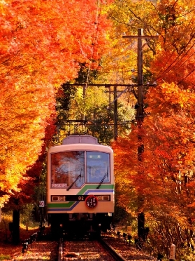【京都賞楓終極指南】京都叡山電車紅葉隧道乘車攻略＋比叡山延歷寺賞楓遊玩路線完整解析