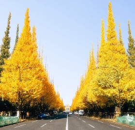 東京秋冬限定｜紅楓 × 銀杏交織自由行攻略 —— 以神宮外苑為核心的金色與緋紅漫遊