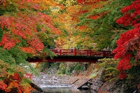 【日本紅葉溫泉特輯】2025秋：從修善寺到雲仙，5大絕景溫泉鄉漫遊指南