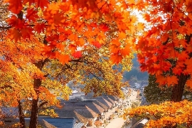 日本紅葉季去哪玩？小眾溫泉勝地推薦，夜楓、纜車、溪谷秋色一次收藏