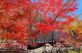 2025年韓國秋季賞楓自由行時間&地點全攻略