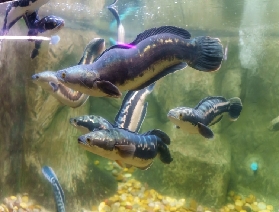 芭堤雅怪物水族馆打卡指南： 解锁 “海陆空” 动物体验，附开放时间